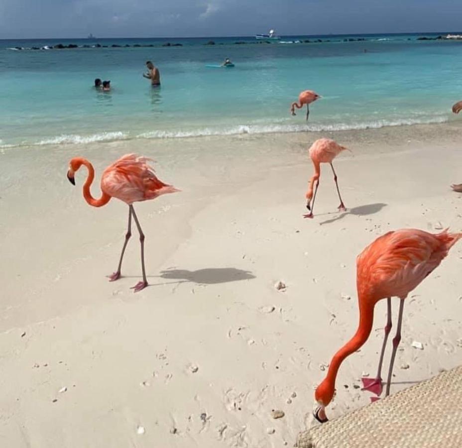 Divi Aruba Phoenix Beach Resort Palm Beach Exterior foto